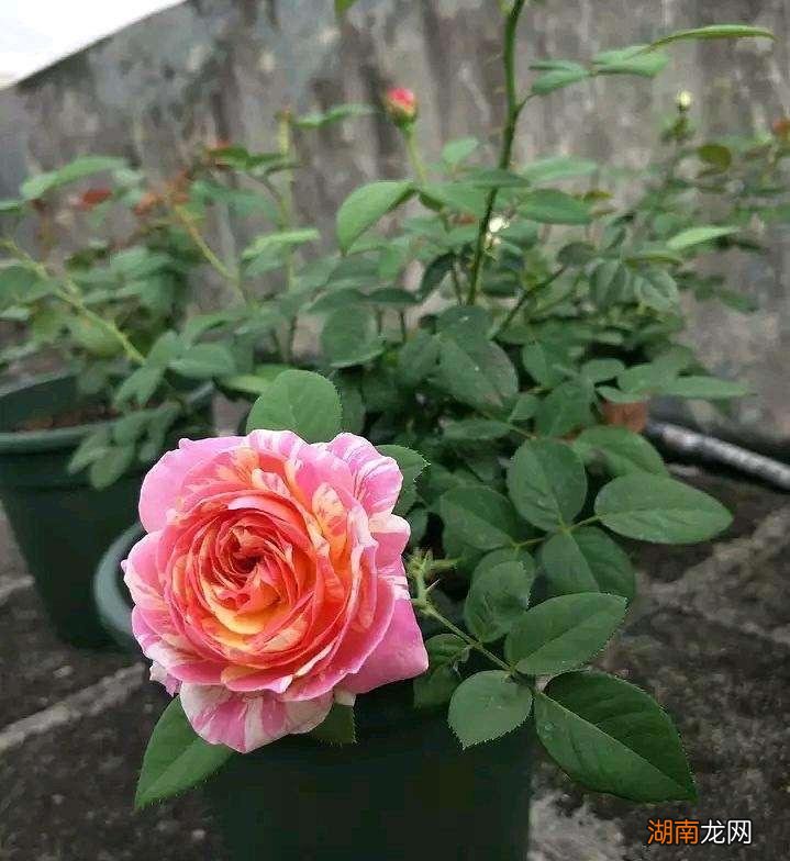 月季花开完要修剪才能开花爆盆 月季花谢了要剪掉吗