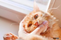 猫咪咬你需要高度关注 猫咬主人手表示什么意思