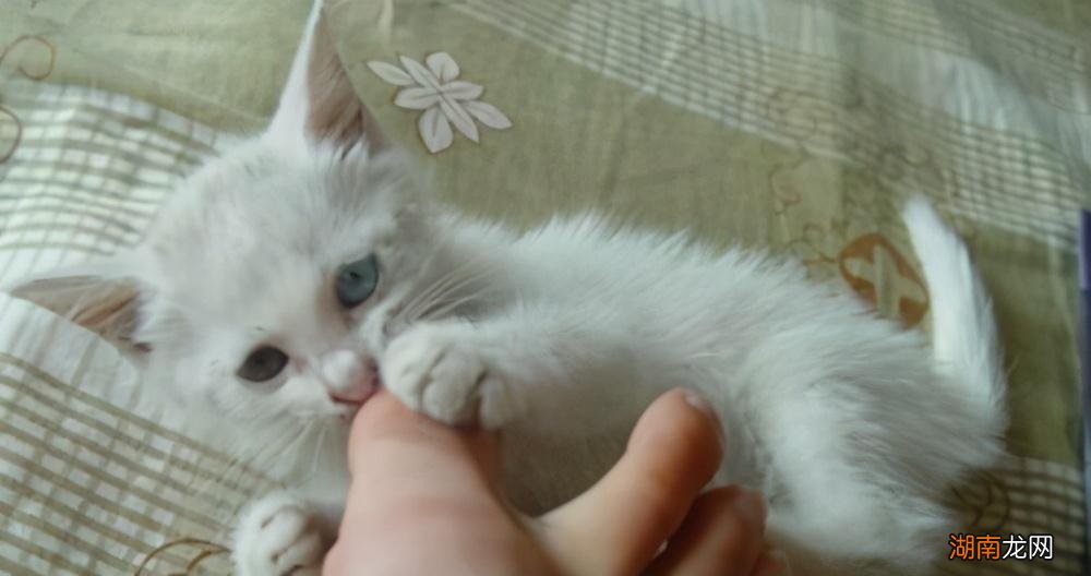 猫咪咬你需要高度关注 猫咬主人手表示什么意思