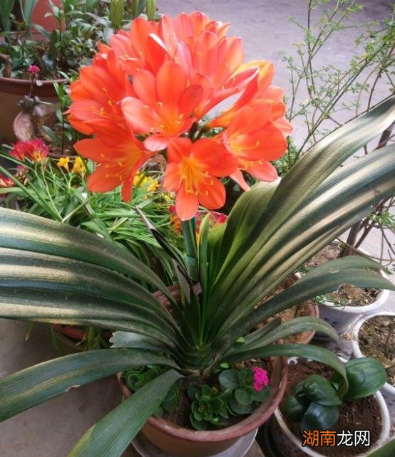 叶片发软原因及解决措施 君子兰叶子发软下垂怎么回事