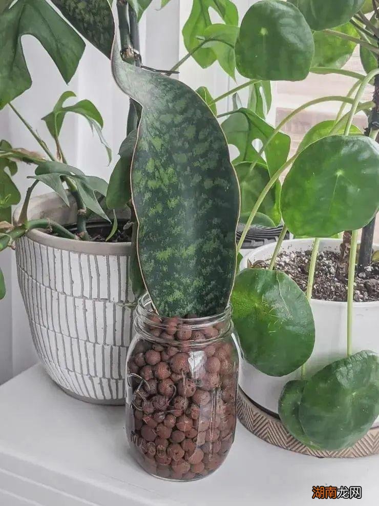 陶粒起什么作用 养花用的陶粒是什么东西做的