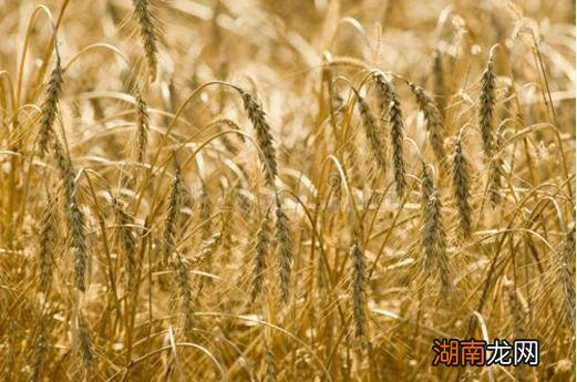 传统文化中衣食住行生活的理解 衣食住行是什么意思解释