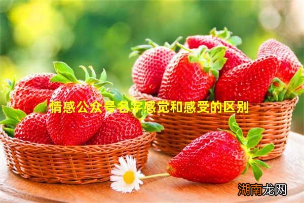 情感公众号名字感觉和感受的区别