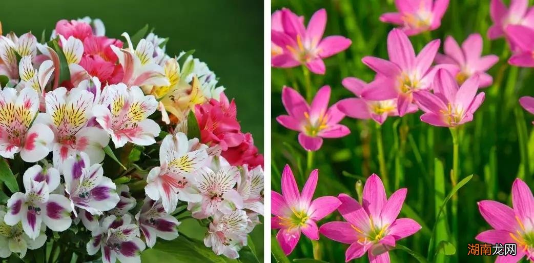 对猫有毒的6种植物的整理大全 什么花对猫咪有害