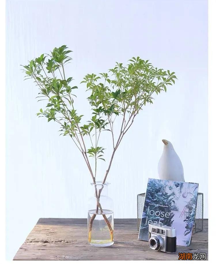 对猫有毒的6种植物的整理大全 什么花对猫咪有害