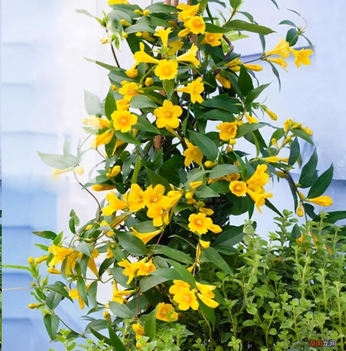 对猫有毒的6种植物的整理大全 什么花对猫咪有害