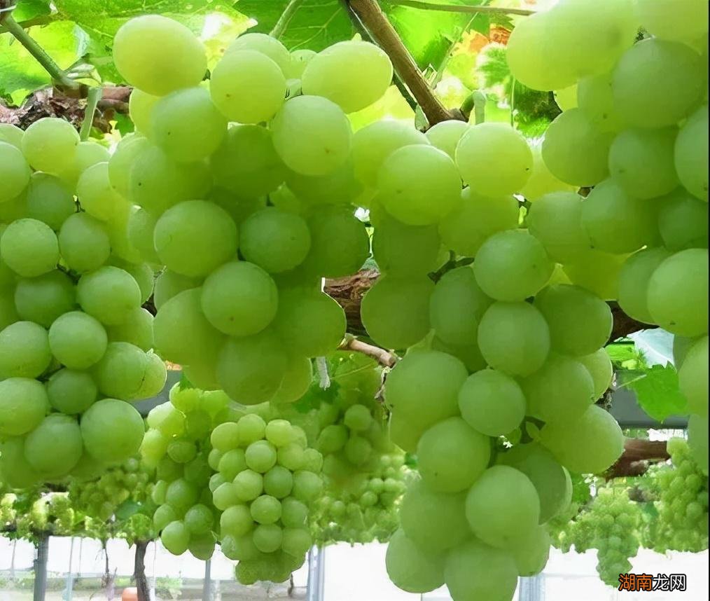 两种是一样的品种吗 晴王葡萄和阳光玫瑰的区别图片