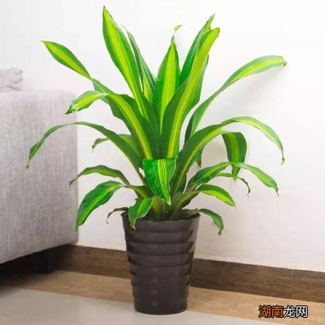 土养巴西木生根后看上去很大气 巴西木可以土培吗