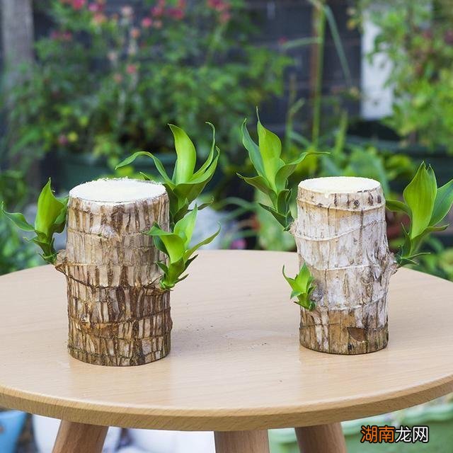 土养巴西木生根后看上去很大气 巴西木可以土培吗