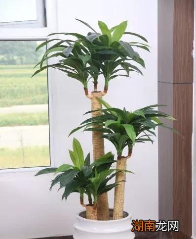 土养巴西木生根后看上去很大气 巴西木可以土培吗