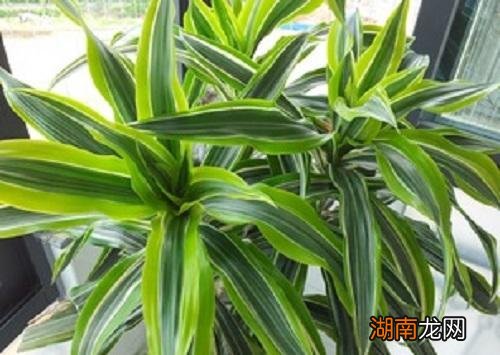 土养巴西木生根后看上去很大气 巴西木可以土培吗