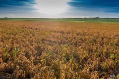 草甘膦除草使用正确才安全又高效 草甘膦除草剂说明书