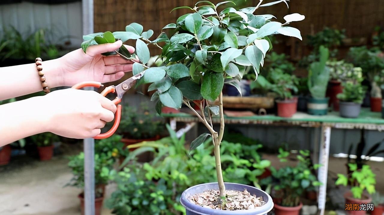 春天狠剪夏秋冬莫动 茶花什么时候修剪最好