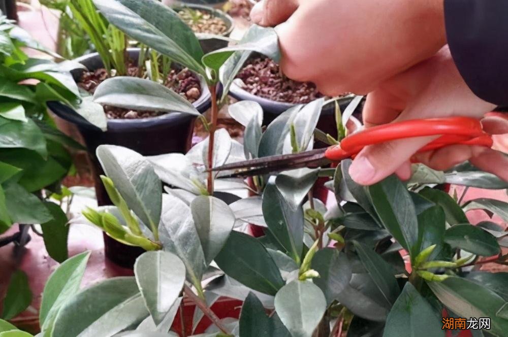 春天狠剪夏秋冬莫动 茶花什么时候修剪最好