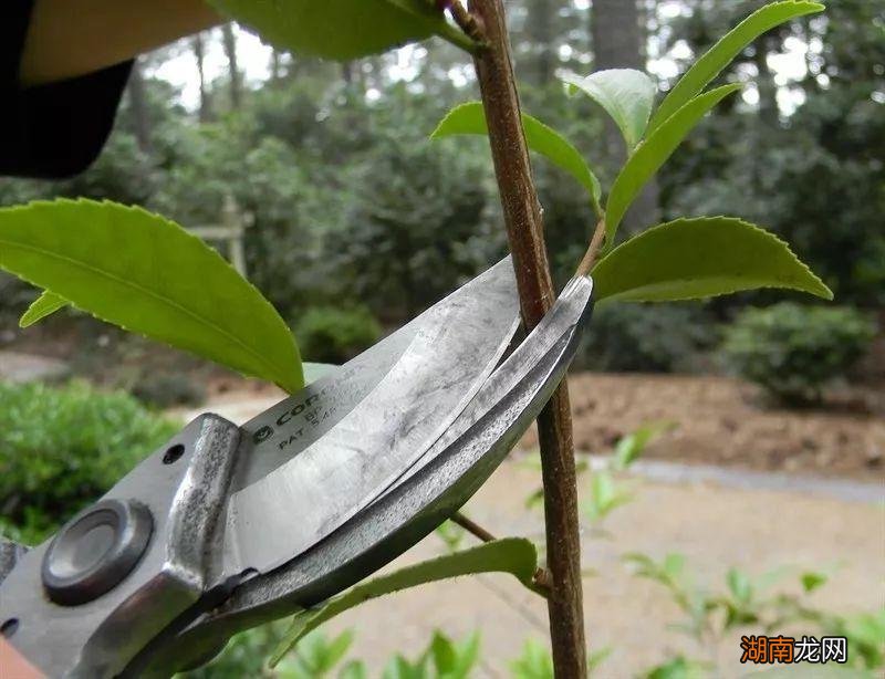 春天狠剪夏秋冬莫动 茶花什么时候修剪最好