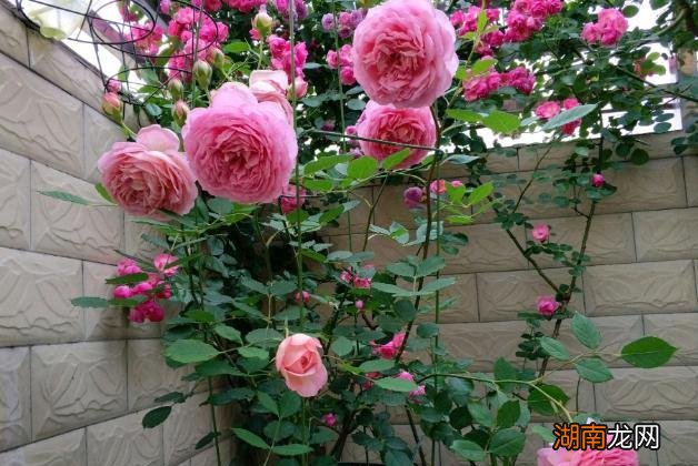 月季扦插快速生根技巧 插月季枝生根的小窍门