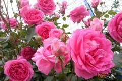 月季扦插快速生根技巧 插月季枝生根的小窍门