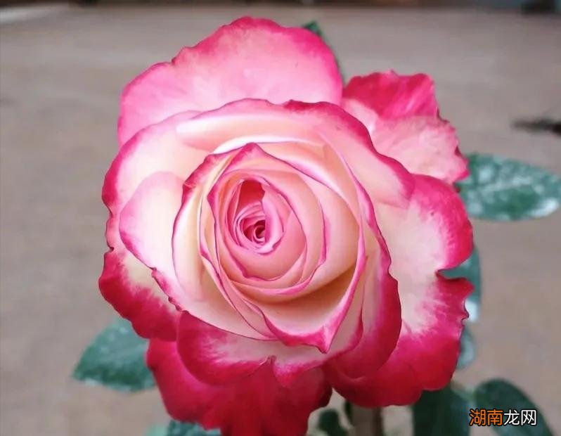 12种大花月季浓香抗性还好 大花月季品种介绍