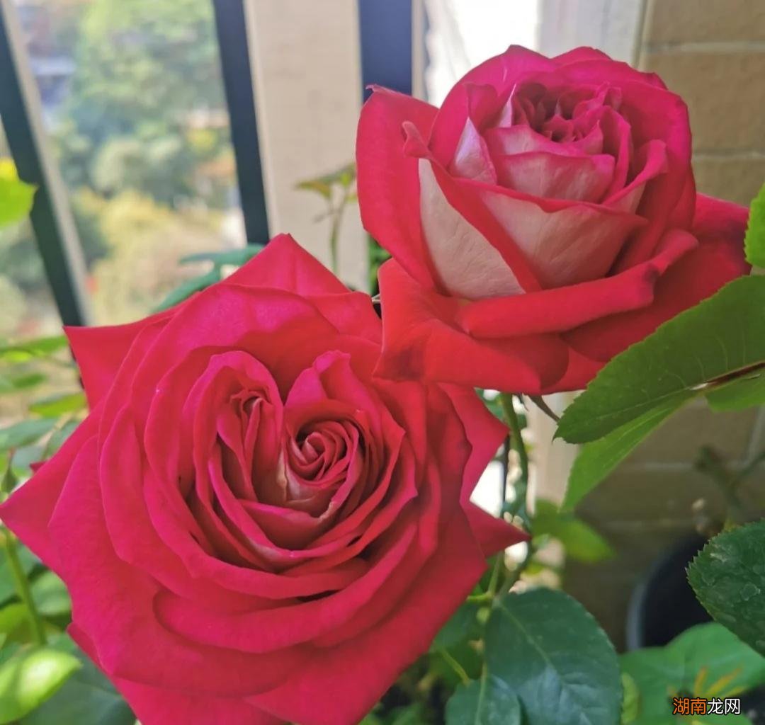 12种大花月季浓香抗性还好 大花月季品种介绍