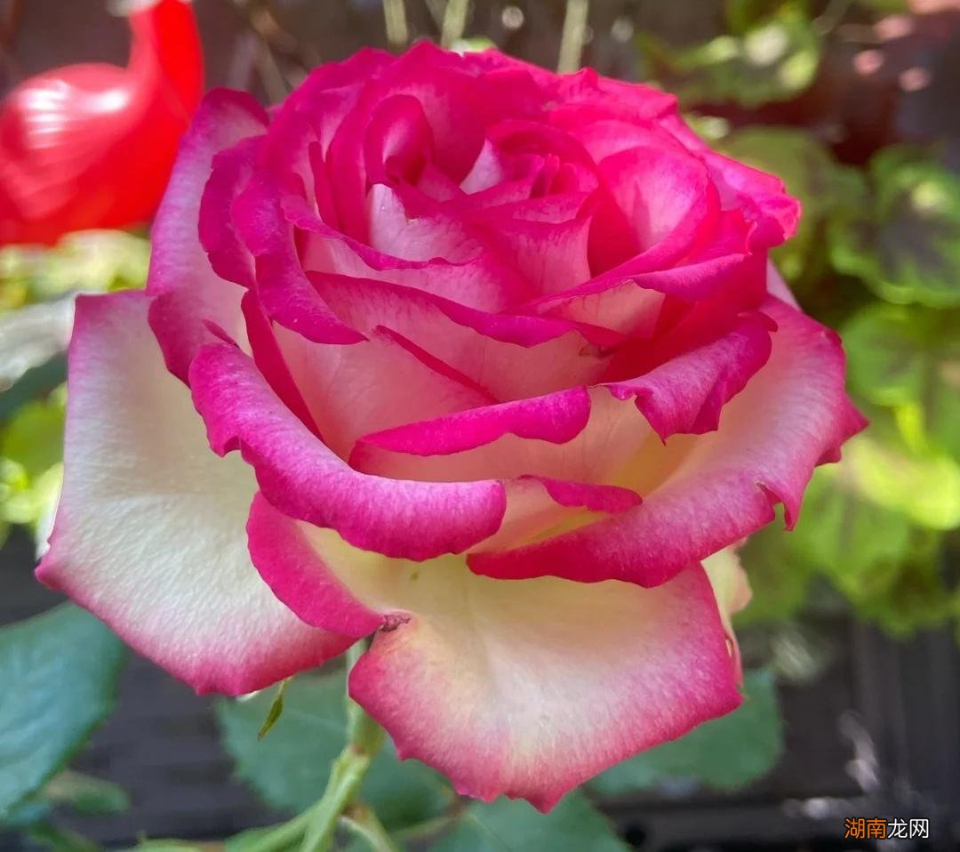 12种大花月季浓香抗性还好 大花月季品种介绍