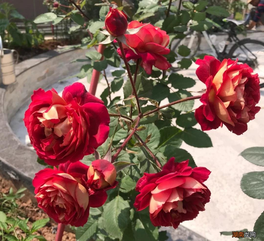 12种大花月季浓香抗性还好 大花月季品种介绍