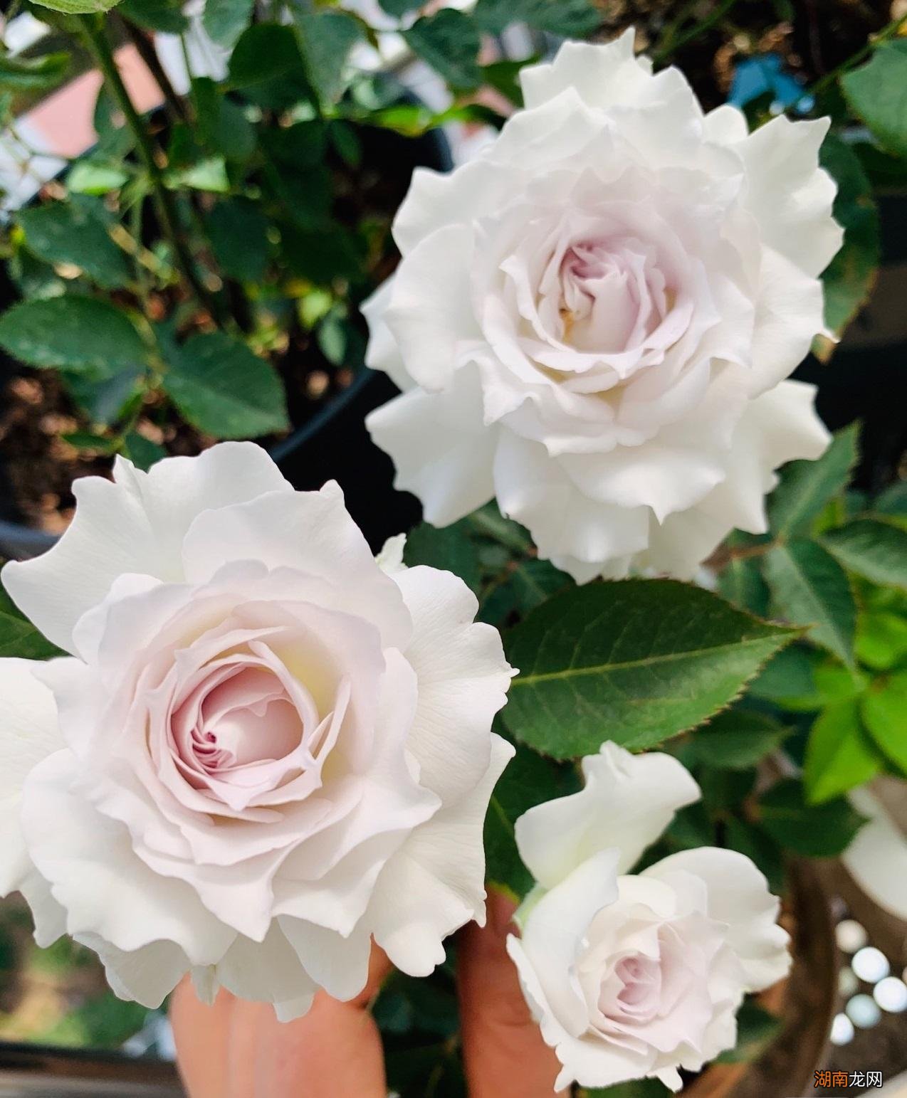 丰花勤花月季品大天使介绍 大天使月季有哪些特点和优点