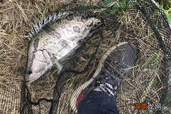 分享民间钓鳜鱼的几种方法 钓桂鱼什么饵料最好最安全