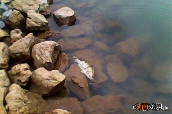 分享民间钓鳜鱼的几种方法 钓桂鱼什么饵料最好最安全