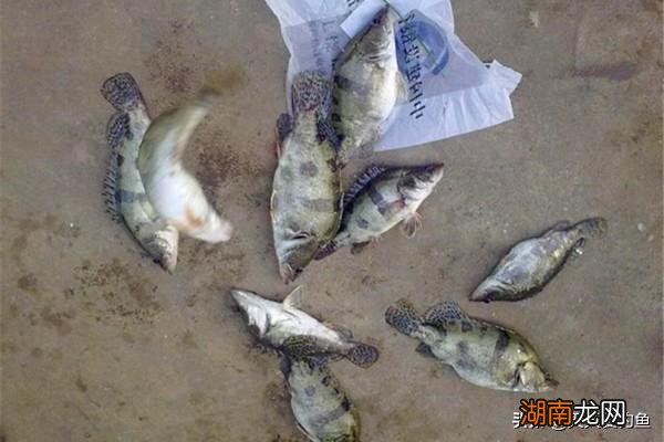 分享民间钓鳜鱼的几种方法 钓桂鱼什么饵料最好最安全