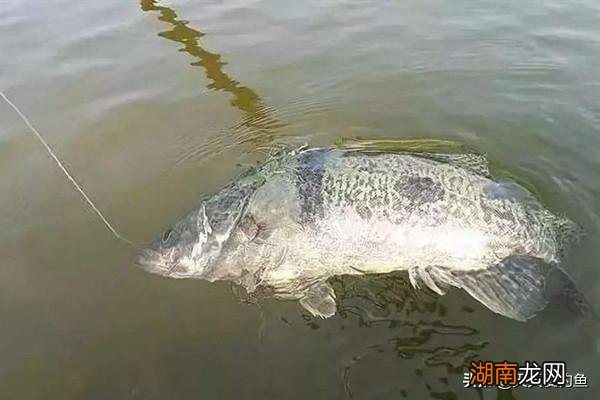 分享民间钓鳜鱼的几种方法 钓桂鱼什么饵料最好最安全