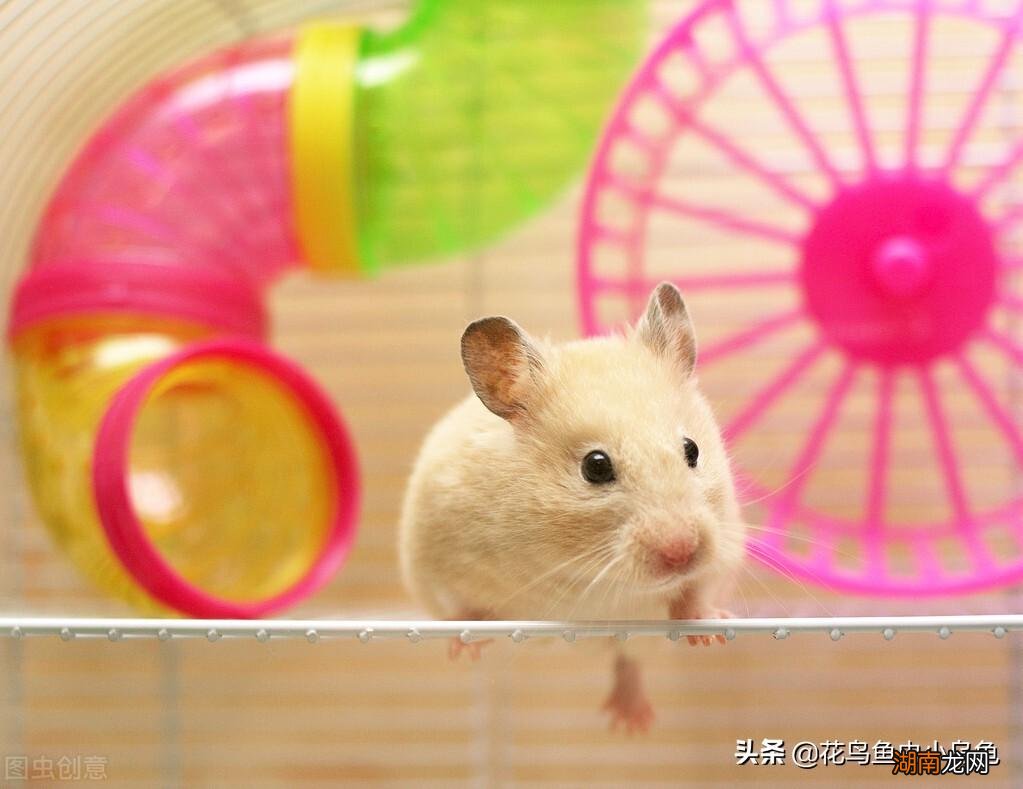 做到这7点轻松搞定 新手怎么养小仓鼠全面教程