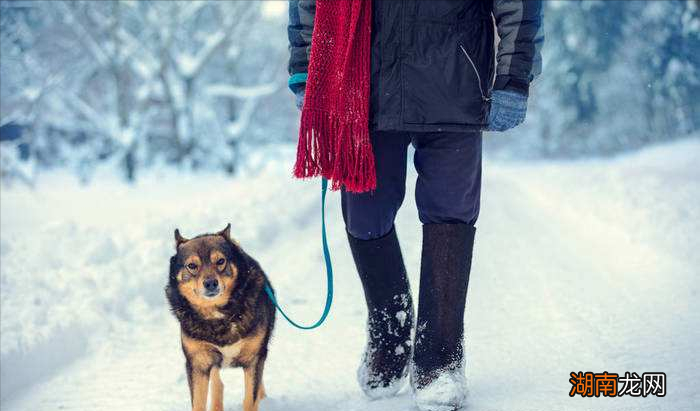 家里的宠物狗狗一天要溜达多久 遛狗一般多长时间
