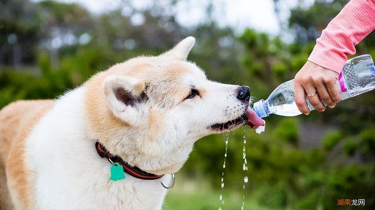 家里的宠物狗狗一天要溜达多久 遛狗一般多长时间