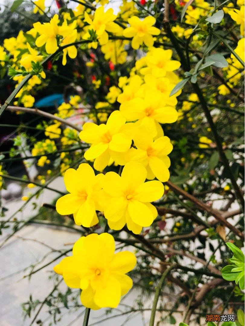 春天最具代表性的5种花 什么花是在春天开的