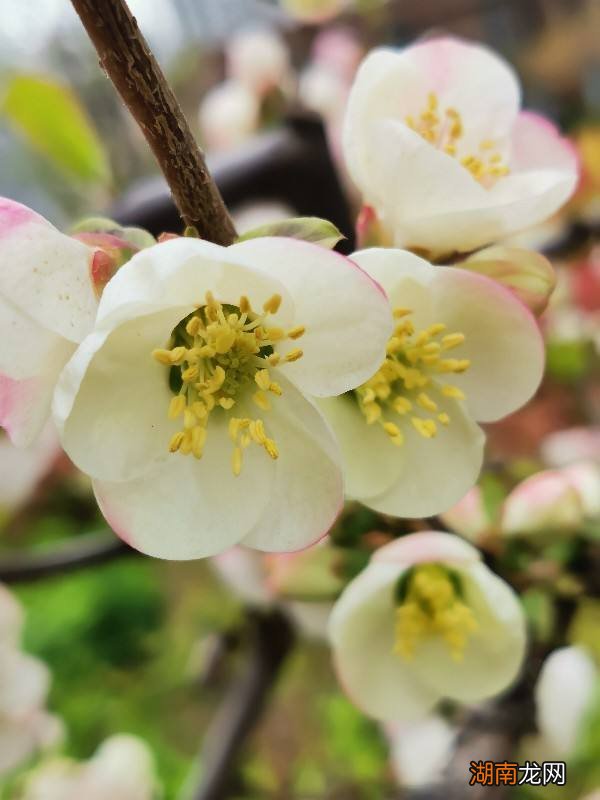 春天最具代表性的5种花 什么花是在春天开的