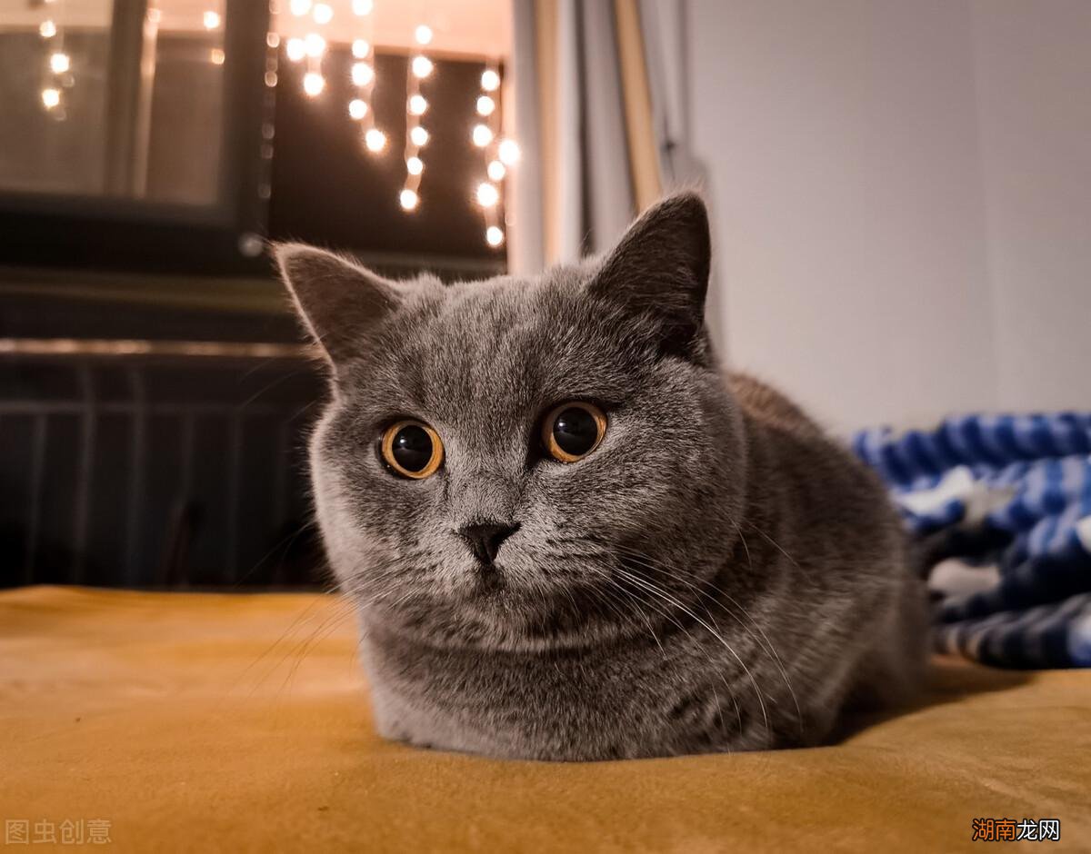 猫的寿命最长能活多少年时间 宠物猫的寿命一般有几年