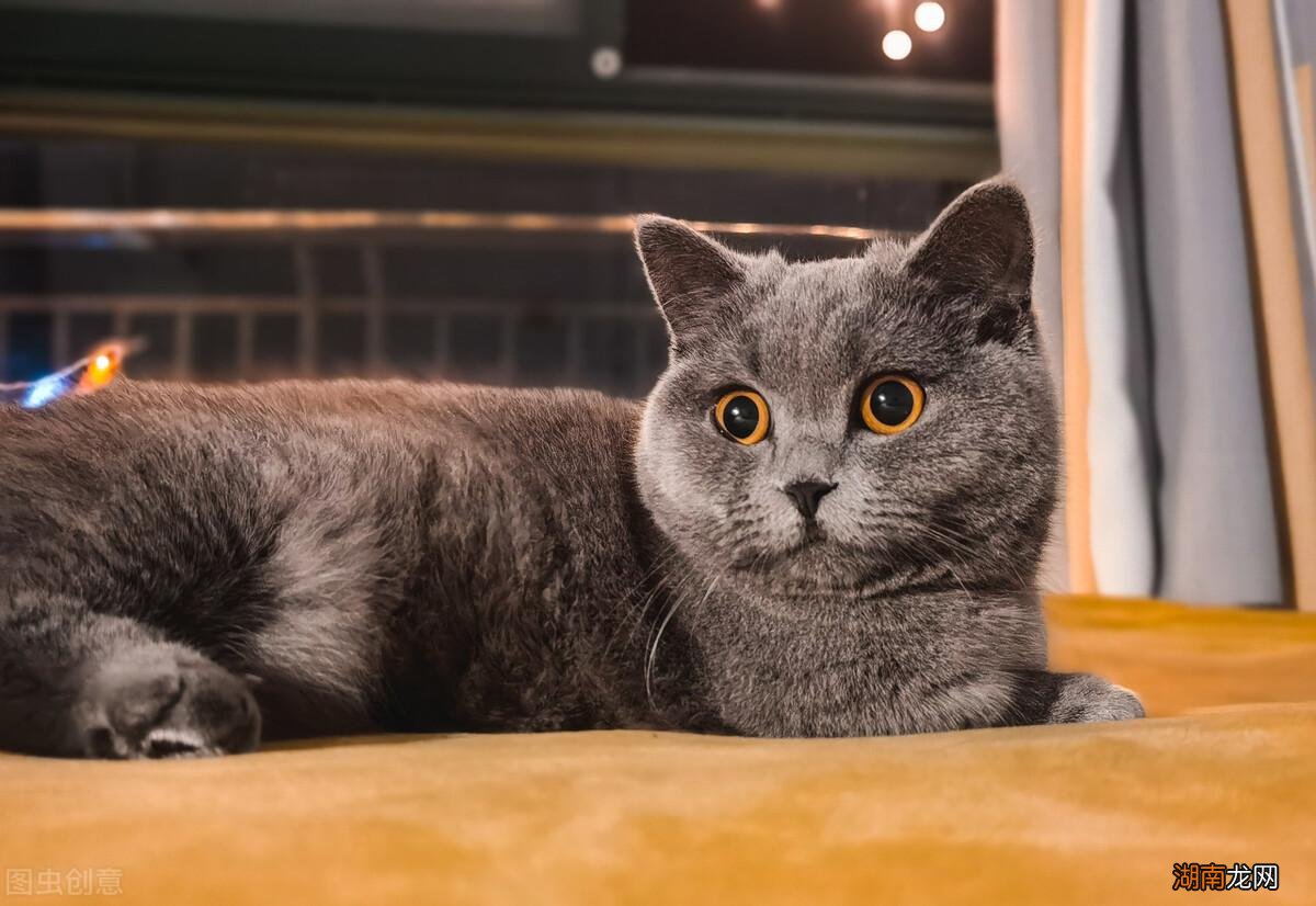 猫的寿命最长能活多少年时间 宠物猫的寿命一般有几年