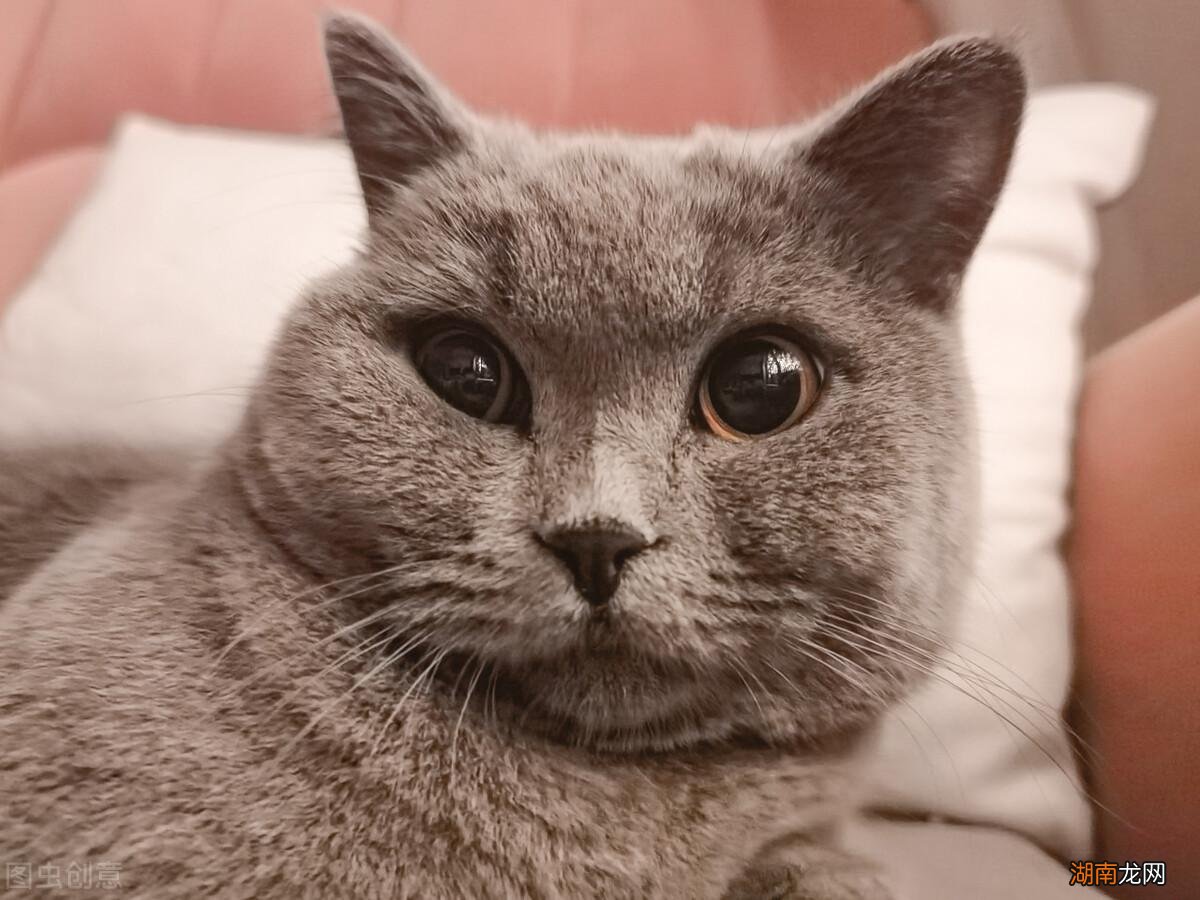 猫的寿命最长能活多少年时间 宠物猫的寿命一般有几年