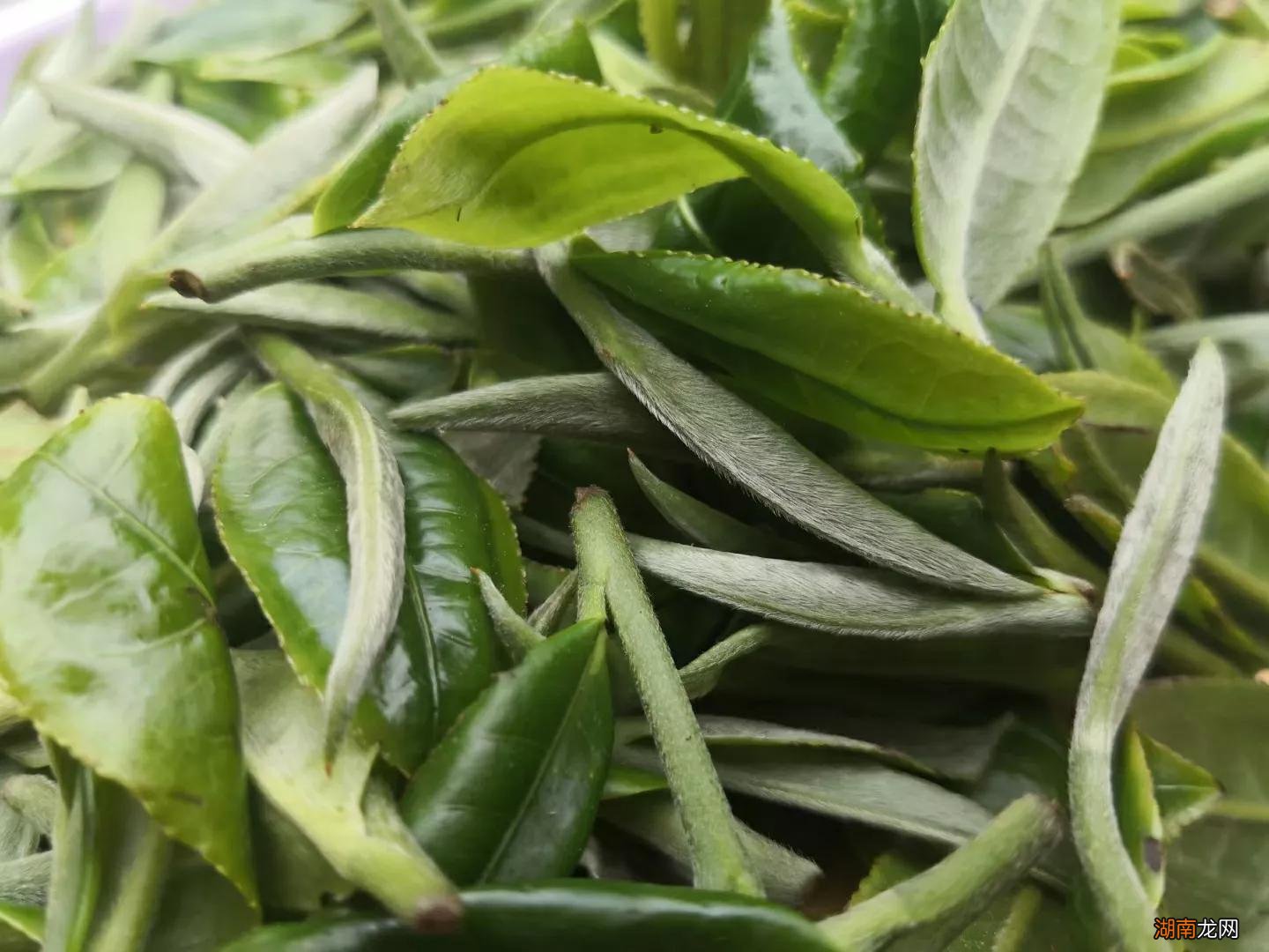 茶叶是明前茶好还是雨前茶好 雨前和明前茶的区别