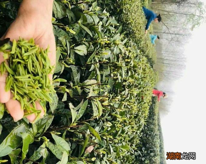 茶叶是明前茶好还是雨前茶好 雨前和明前茶的区别