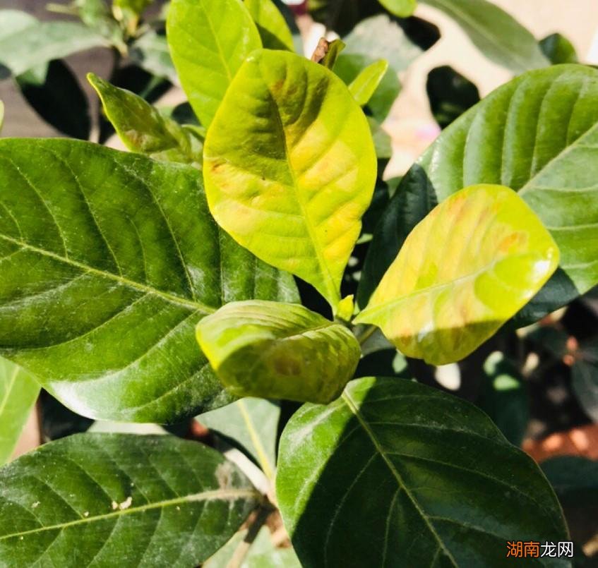 找不到原因对症养护才是王道 家里的花叶子发黄是什么原因