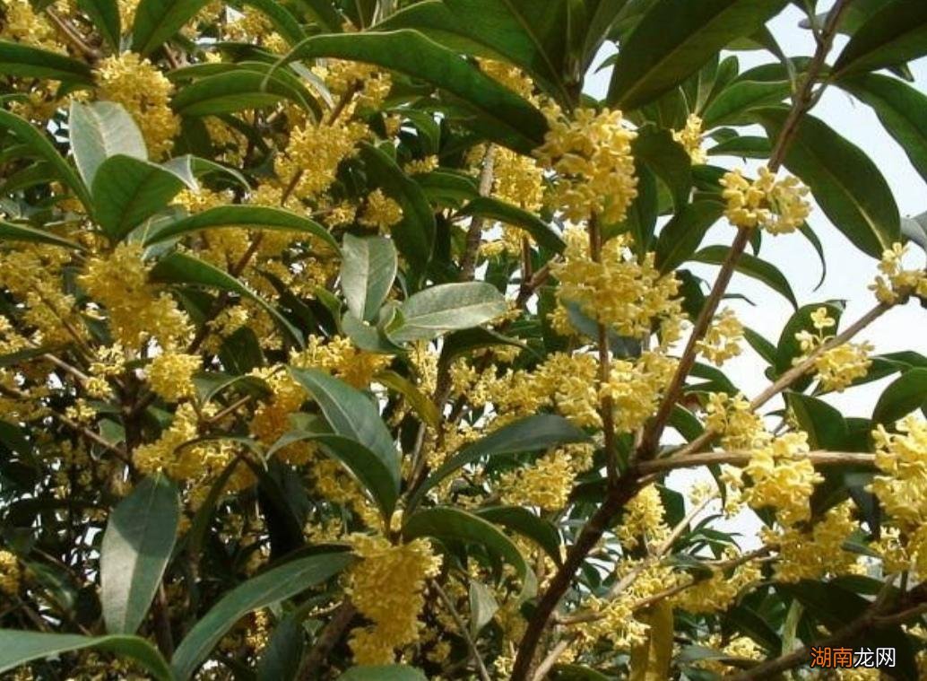 家里种6种吉祥树风水好又旺财 家庭院内栽什么树最好