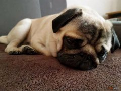 猫咪老是流眼泪是怎么回事 狗狗流眼泪是什么原因