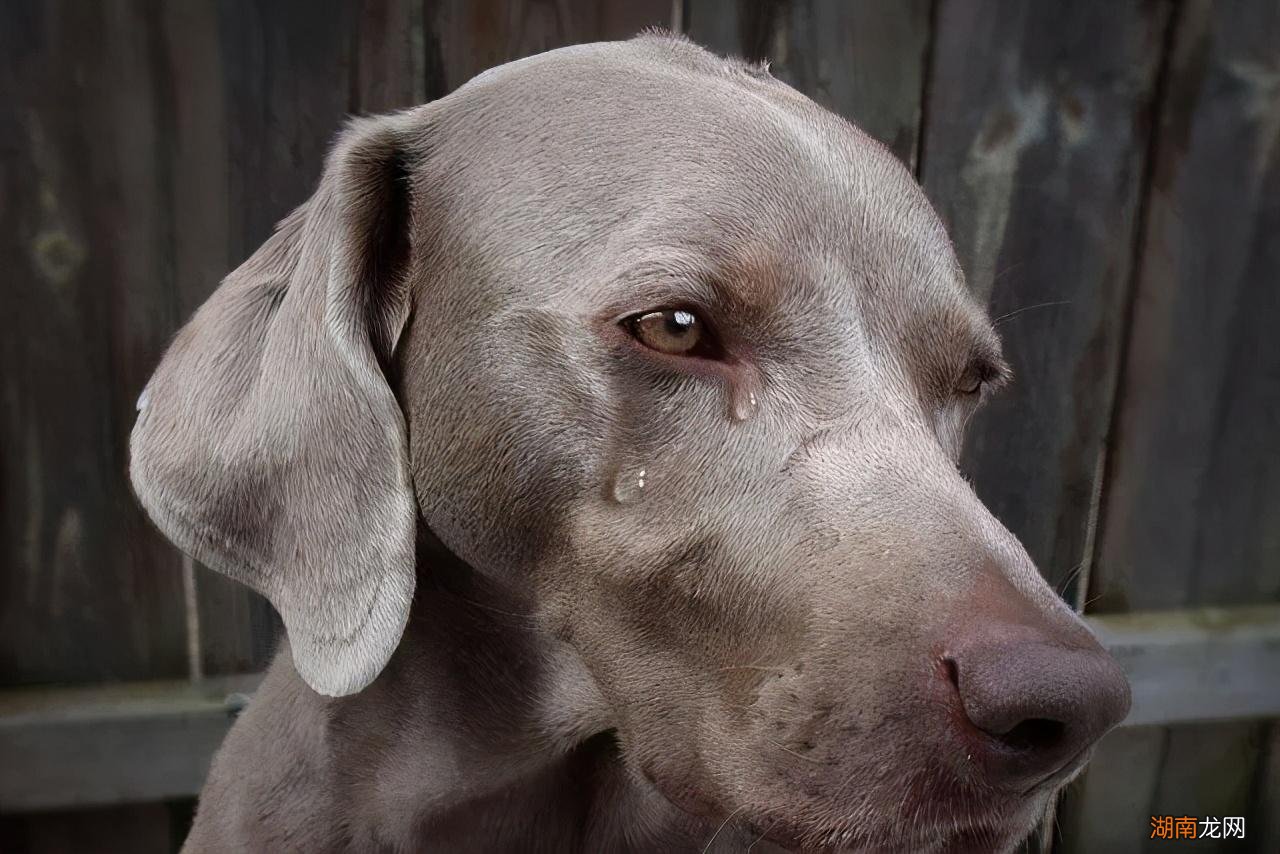 猫咪老是流眼泪是怎么回事 狗狗流眼泪是什么原因