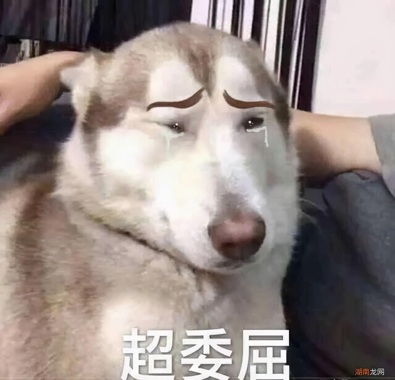 猫咪老是流眼泪是怎么回事 狗狗流眼泪是什么原因