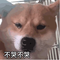 猫咪老是流眼泪是怎么回事 狗狗流眼泪是什么原因