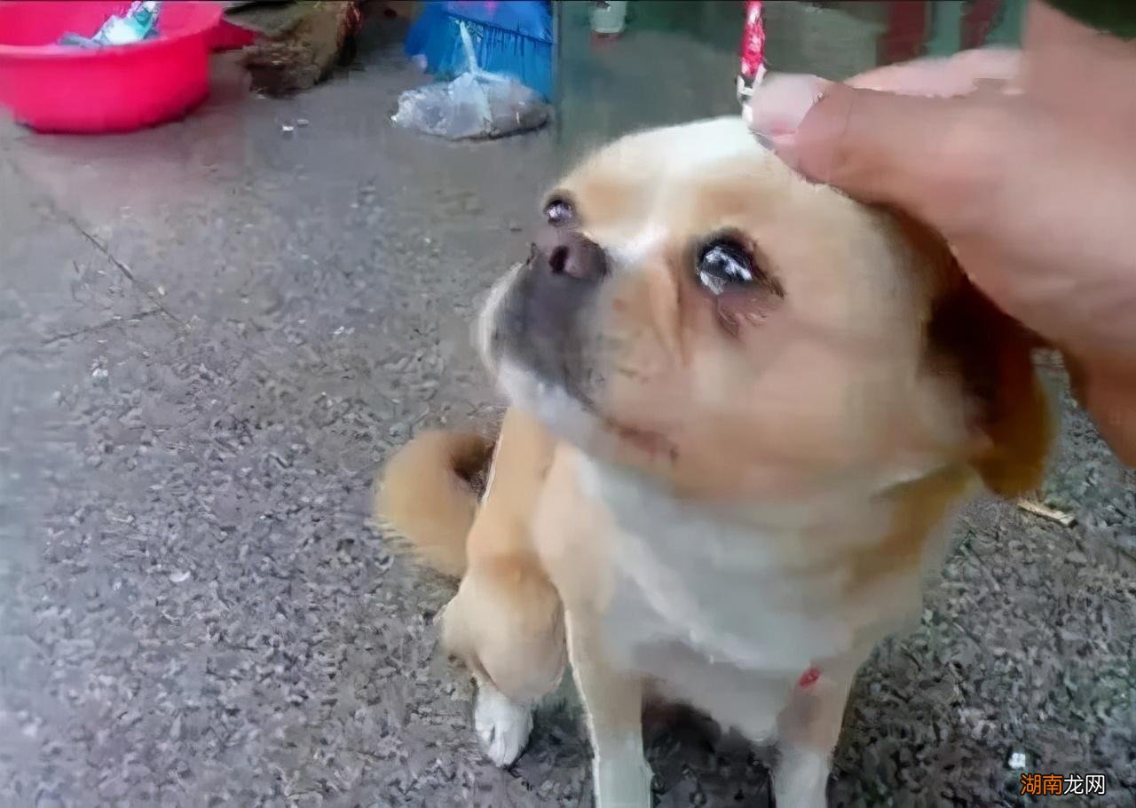 猫咪老是流眼泪是怎么回事 狗狗流眼泪是什么原因