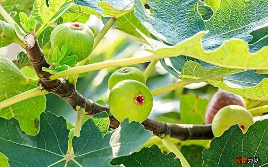 院子里最旺宅的5种果树 院里栽什么果树比较好风水