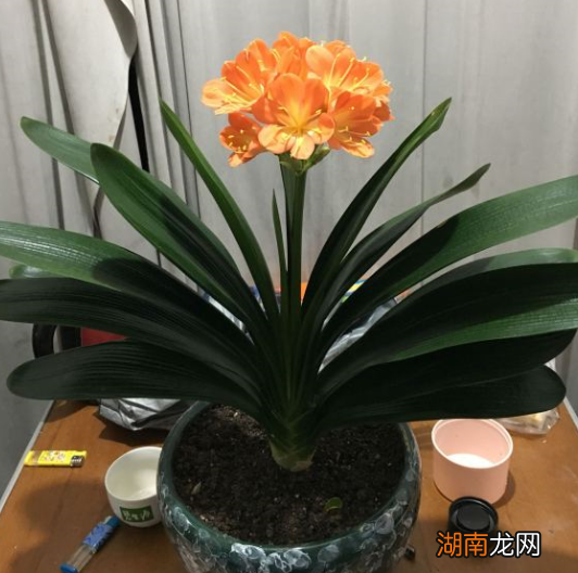 掌握4个关键点花剑直冒 君子兰不开花怎么办才能让它开花
