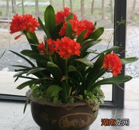 掌握4个关键点花剑直冒 君子兰不开花怎么办才能让它开花